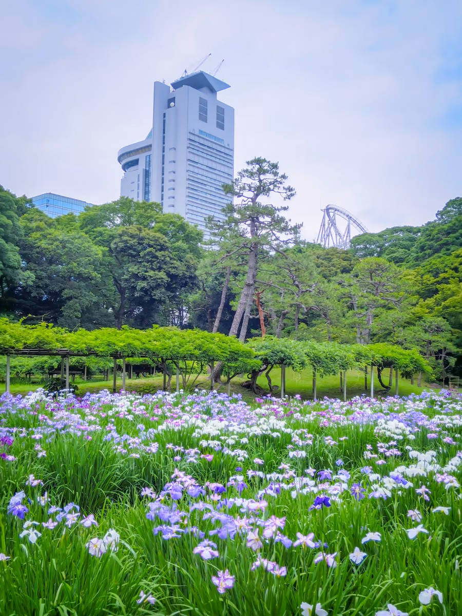 投稿写真：ハナショウブと文京シビックセンター