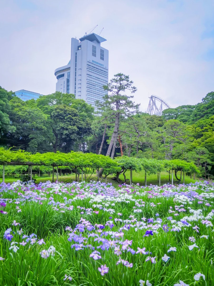 投稿写真：ハナショウブと文京シビックセンター