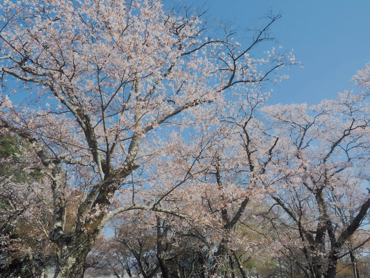 投稿写真：桜川という桜の名所