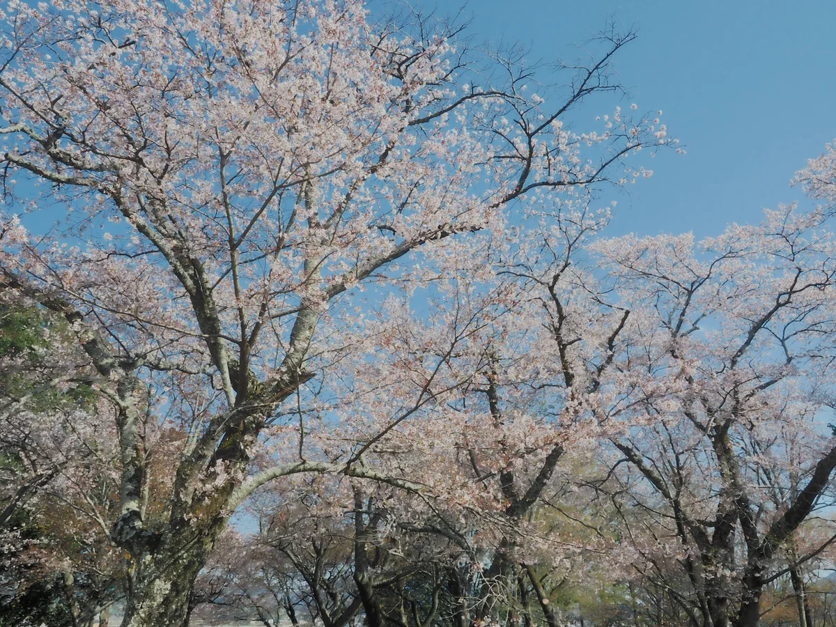 投稿写真：桜川という桜の名所
