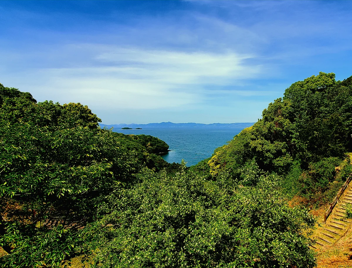 投稿写真：ライラックの木々