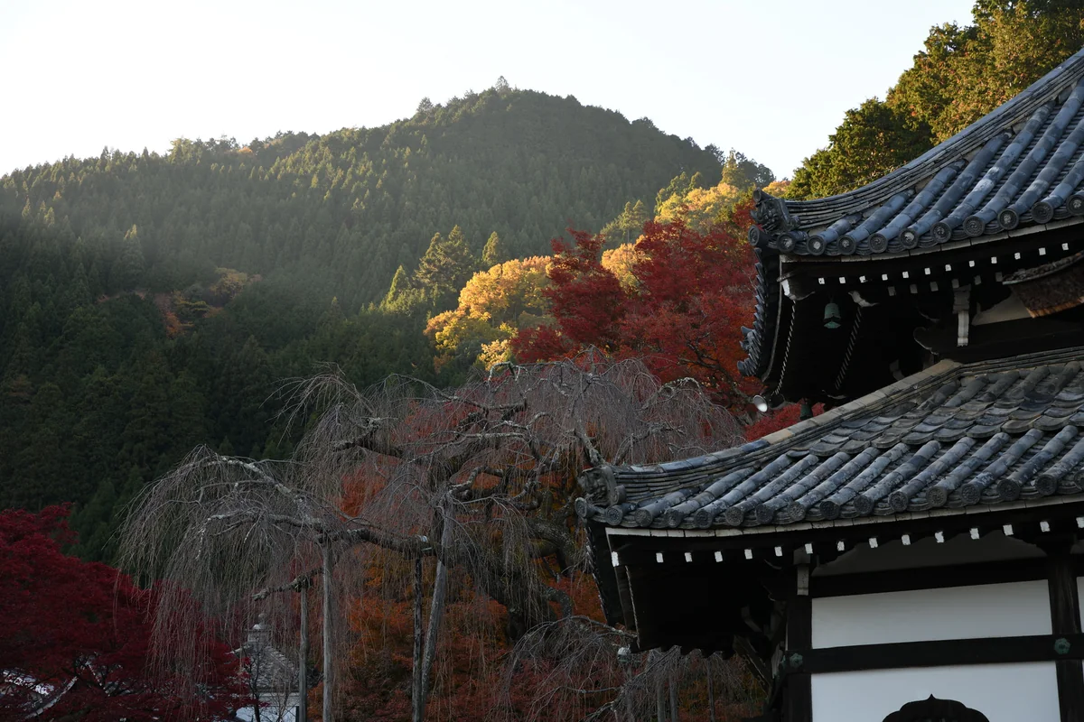 投稿写真：善峯寺
