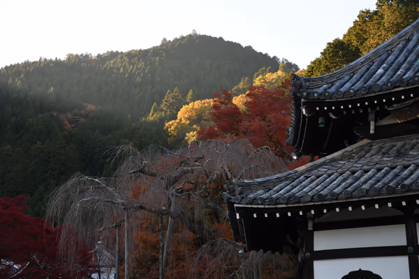 投稿：善峯寺