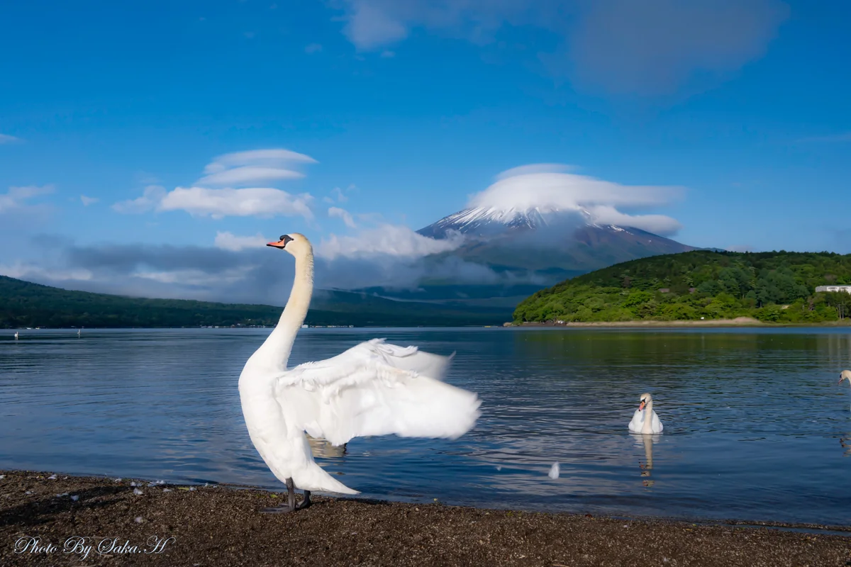 投稿写真：羽ばたき