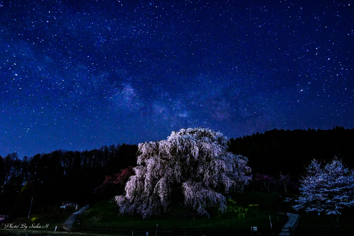 投稿写真：又兵衛桜