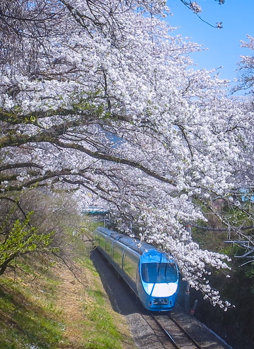 投稿写真：桜のトンネルを走るロマンスカー