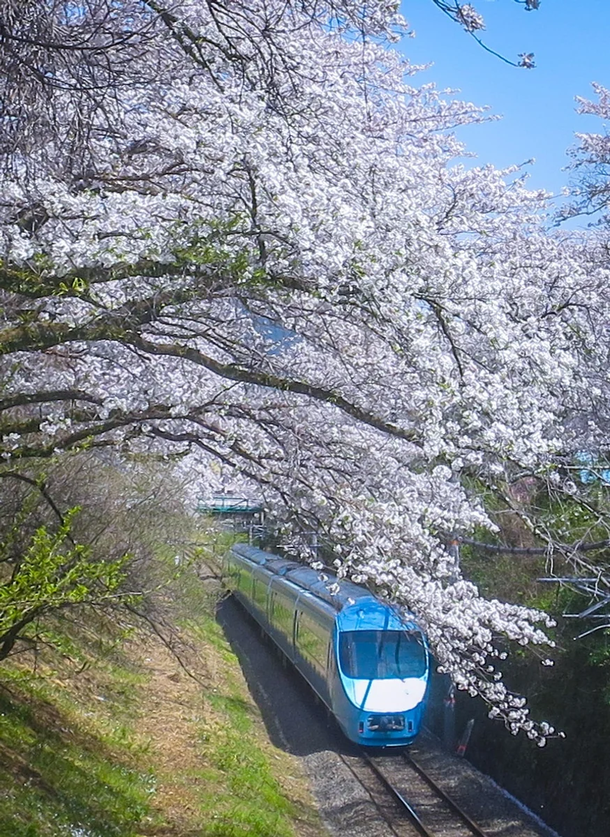 投稿写真：桜のトンネルを走るロマンスカー