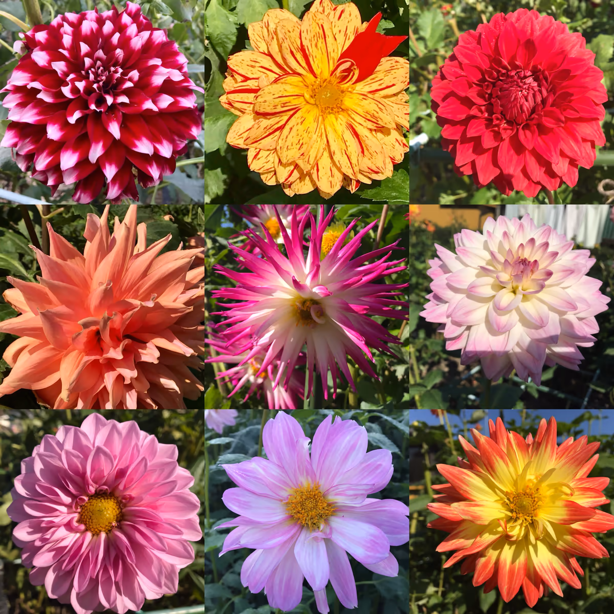 投稿写真：ダリアの花のパッチワークです