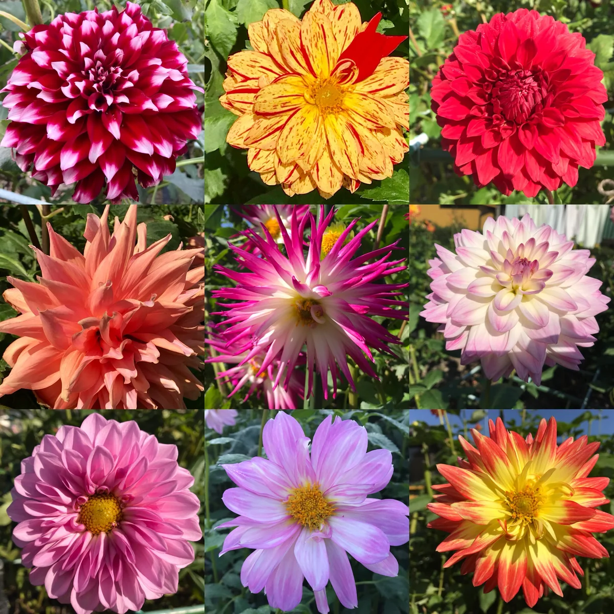 投稿写真：ダリアの花のパッチワークです