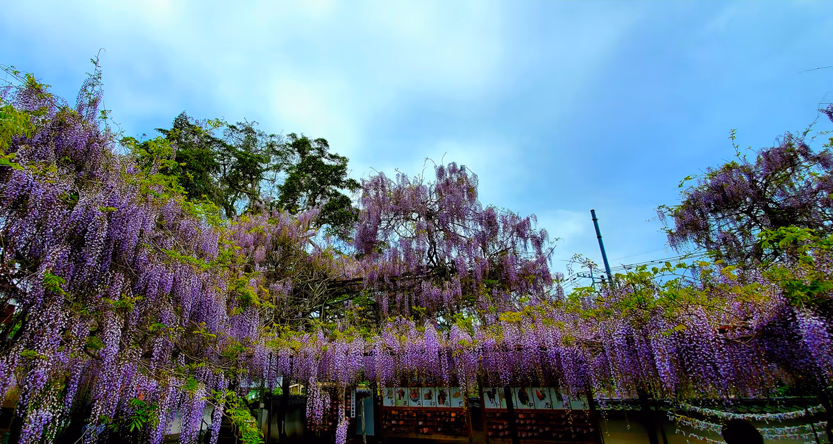 投稿写真：藤三昧