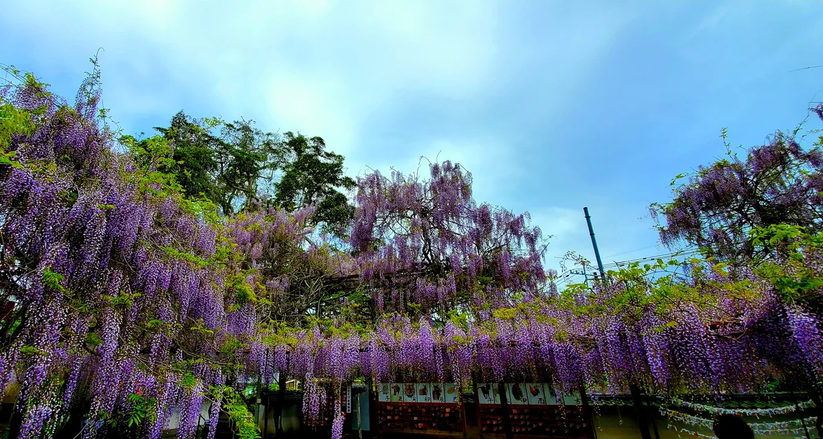 投稿写真：藤三昧