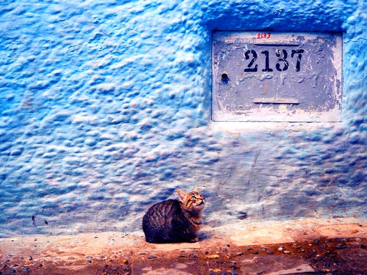 投稿写真：青の街の猫