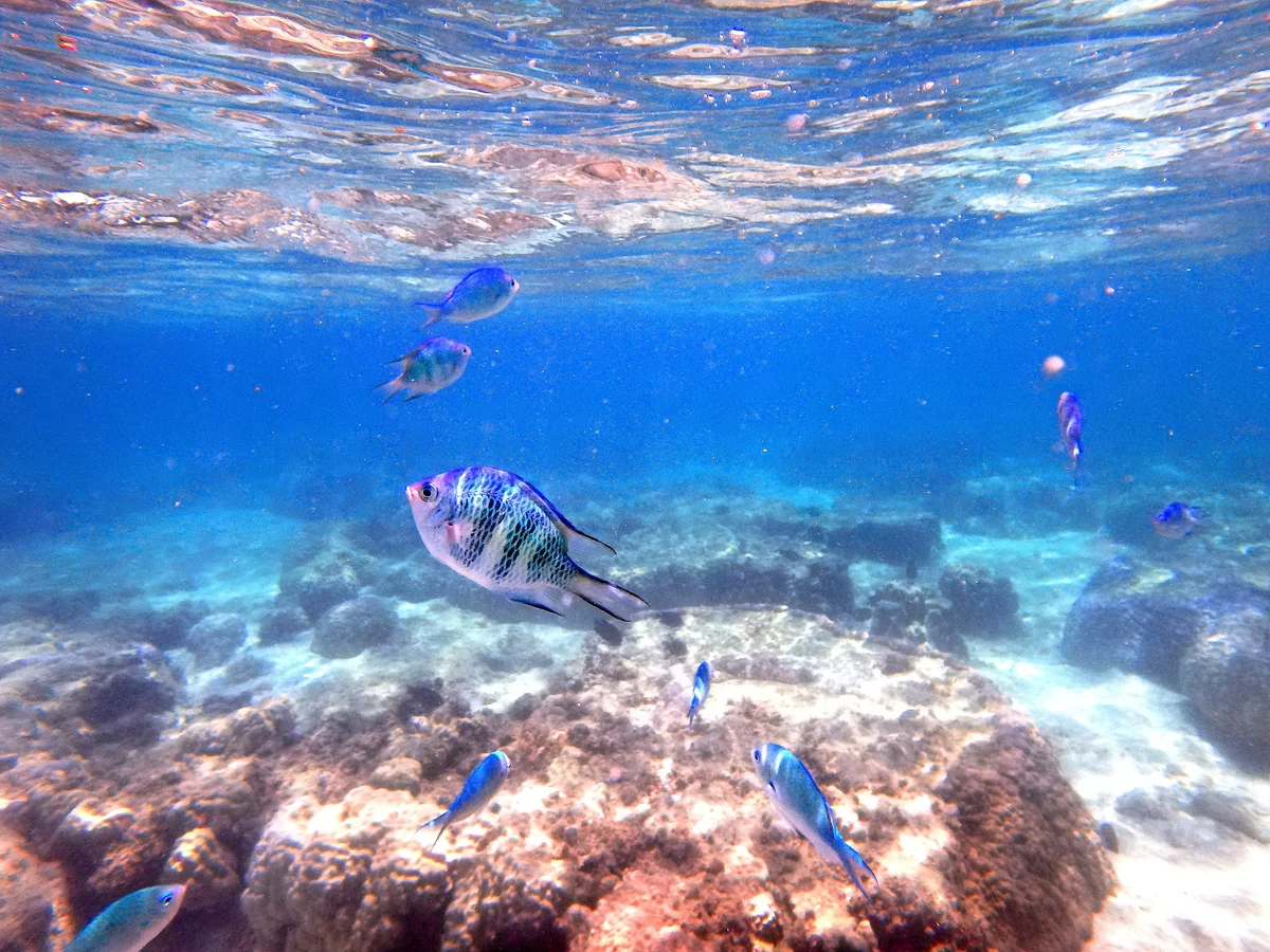 投稿写真：新城海岸