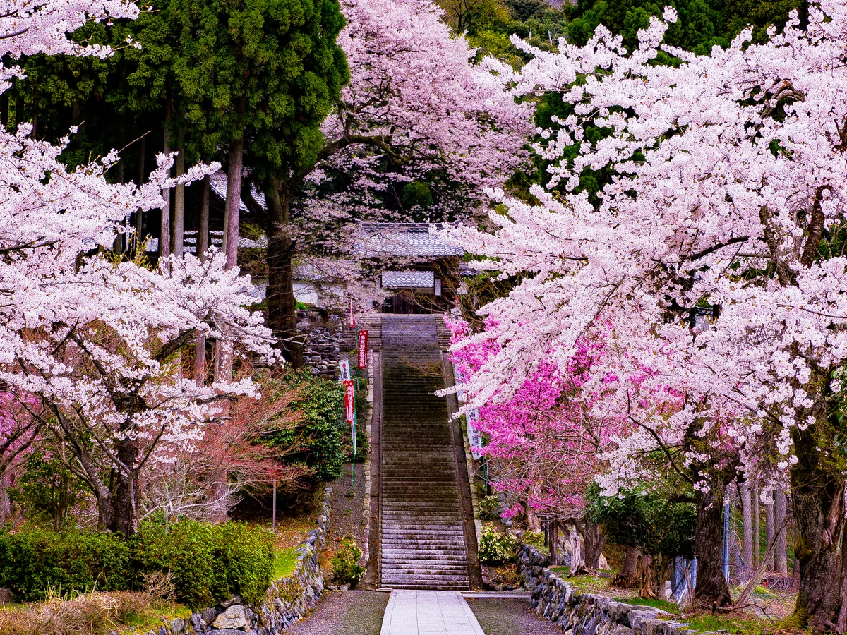 投稿写真：春爛漫ー酒波寺の江戸彼岸桜