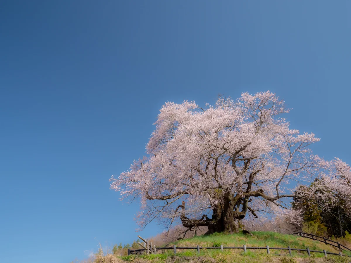 投稿写真：発知の彼岸桜