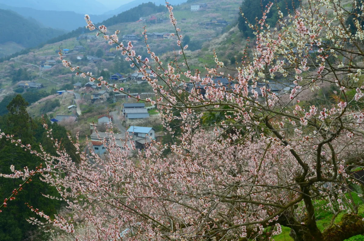投稿写真：梅の里