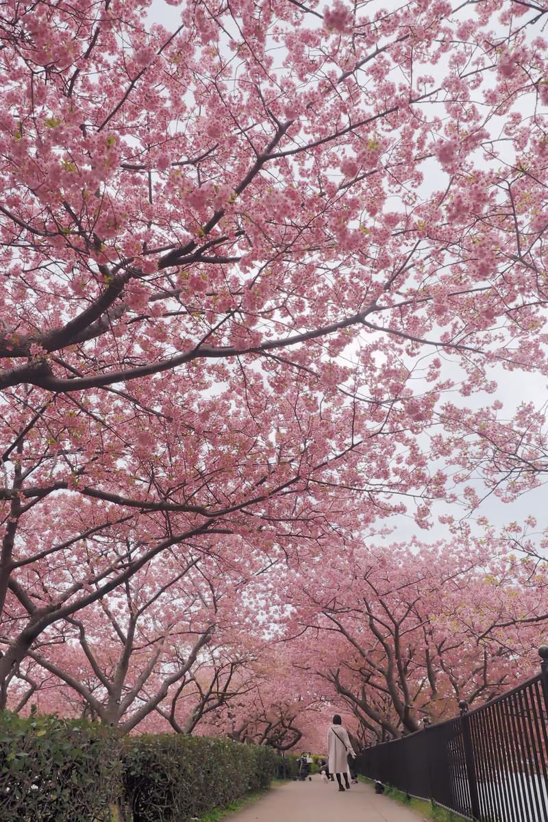 投稿写真：桜のトンネル
