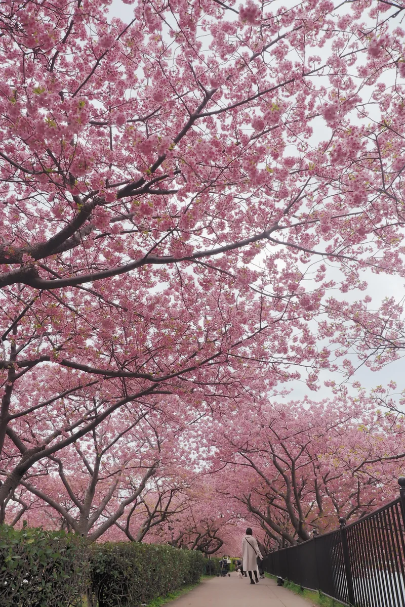 投稿写真：桜のトンネル