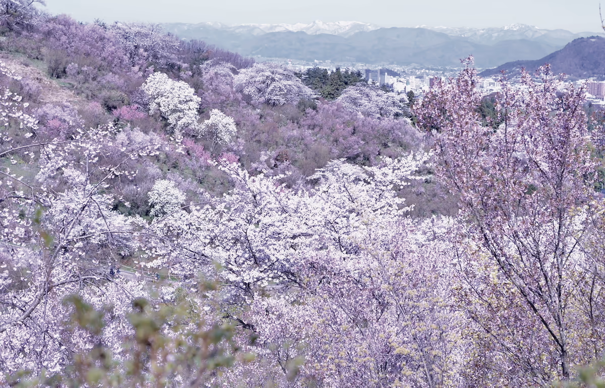 投稿写真：桃源郷　花見山