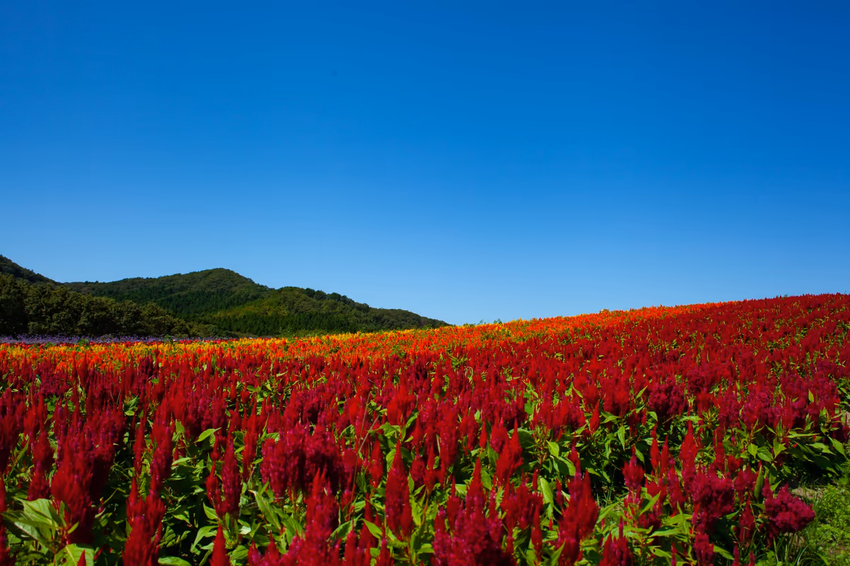 投稿写真：やくらいガーデンの花畑