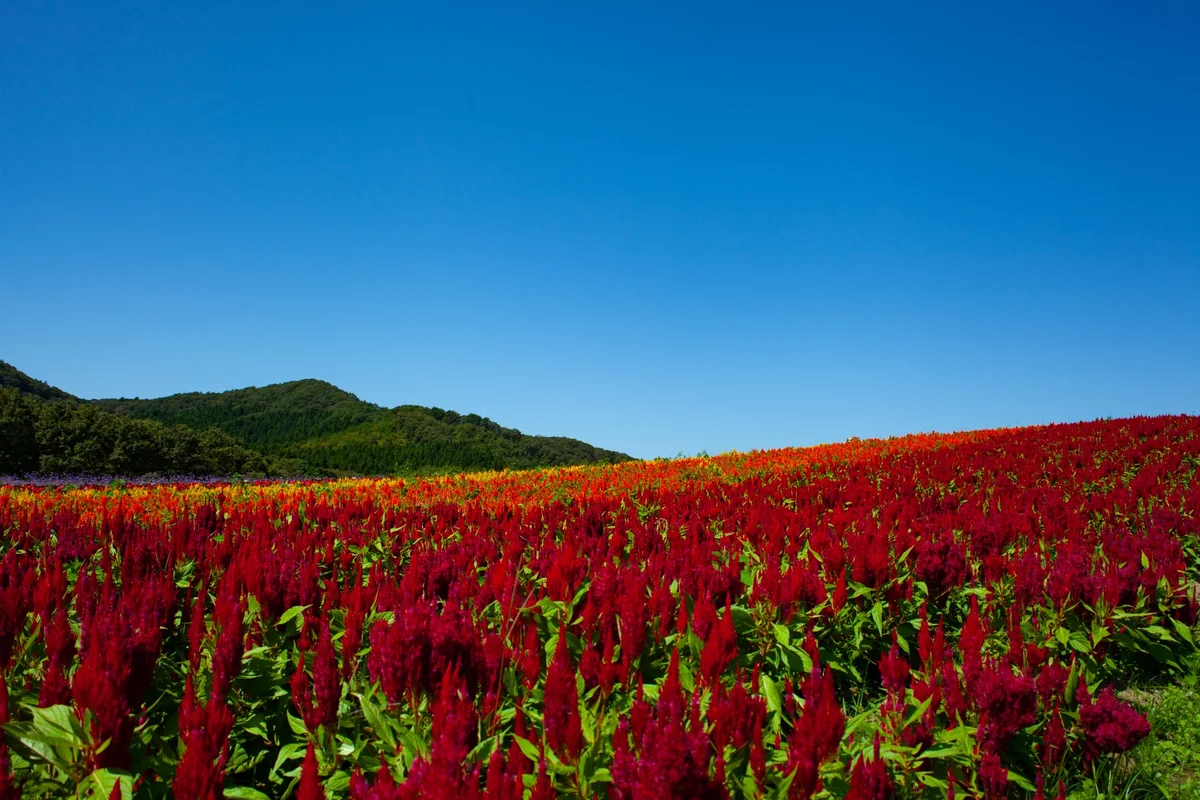 投稿写真：やくらいガーデンの花畑