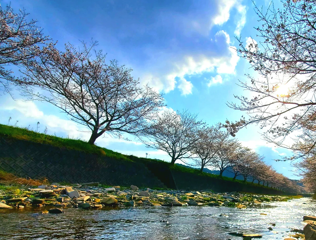 投稿写真：戸根川の桜並木