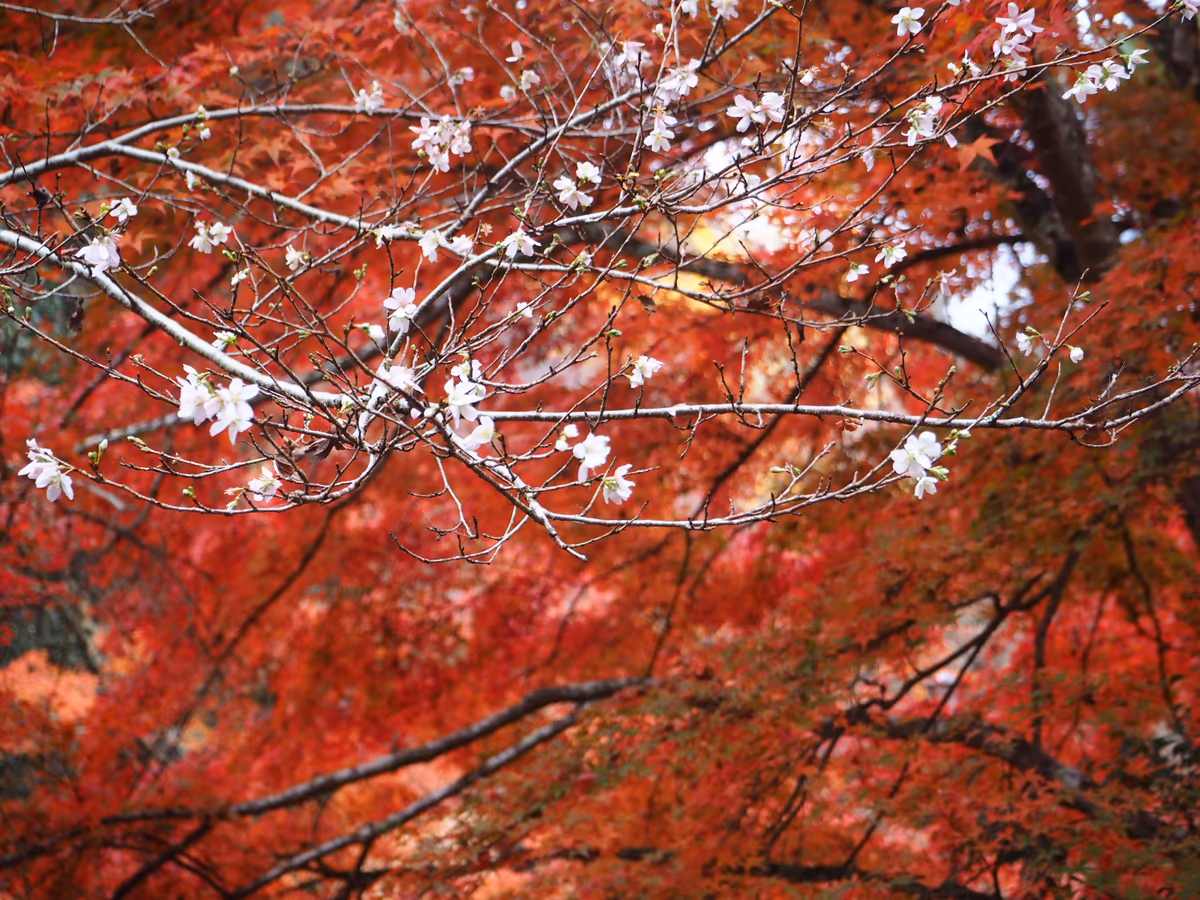 投稿写真：四季桜と紅葉