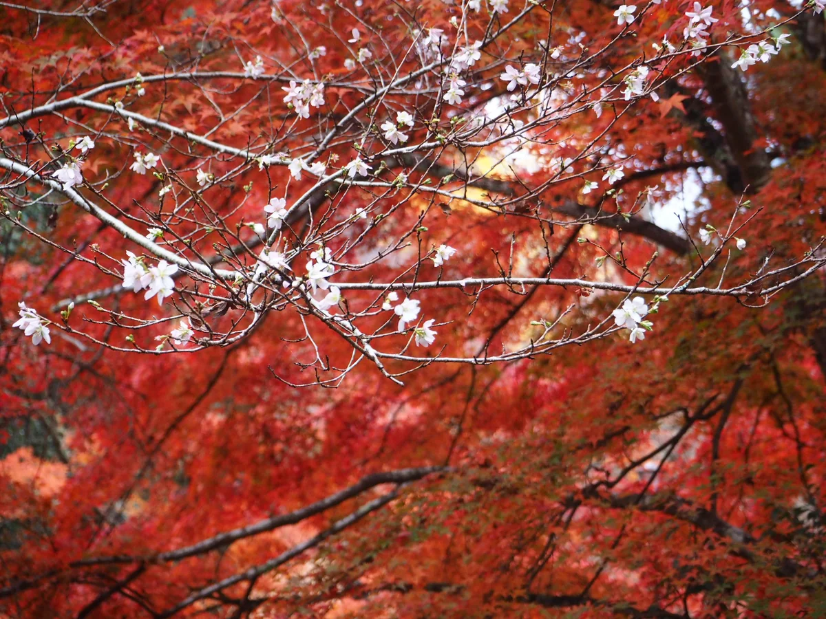 投稿写真：四季桜と紅葉