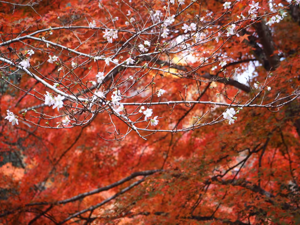 投稿：四季桜と紅葉