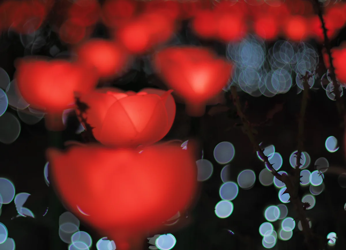 投稿写真：光のバラ園