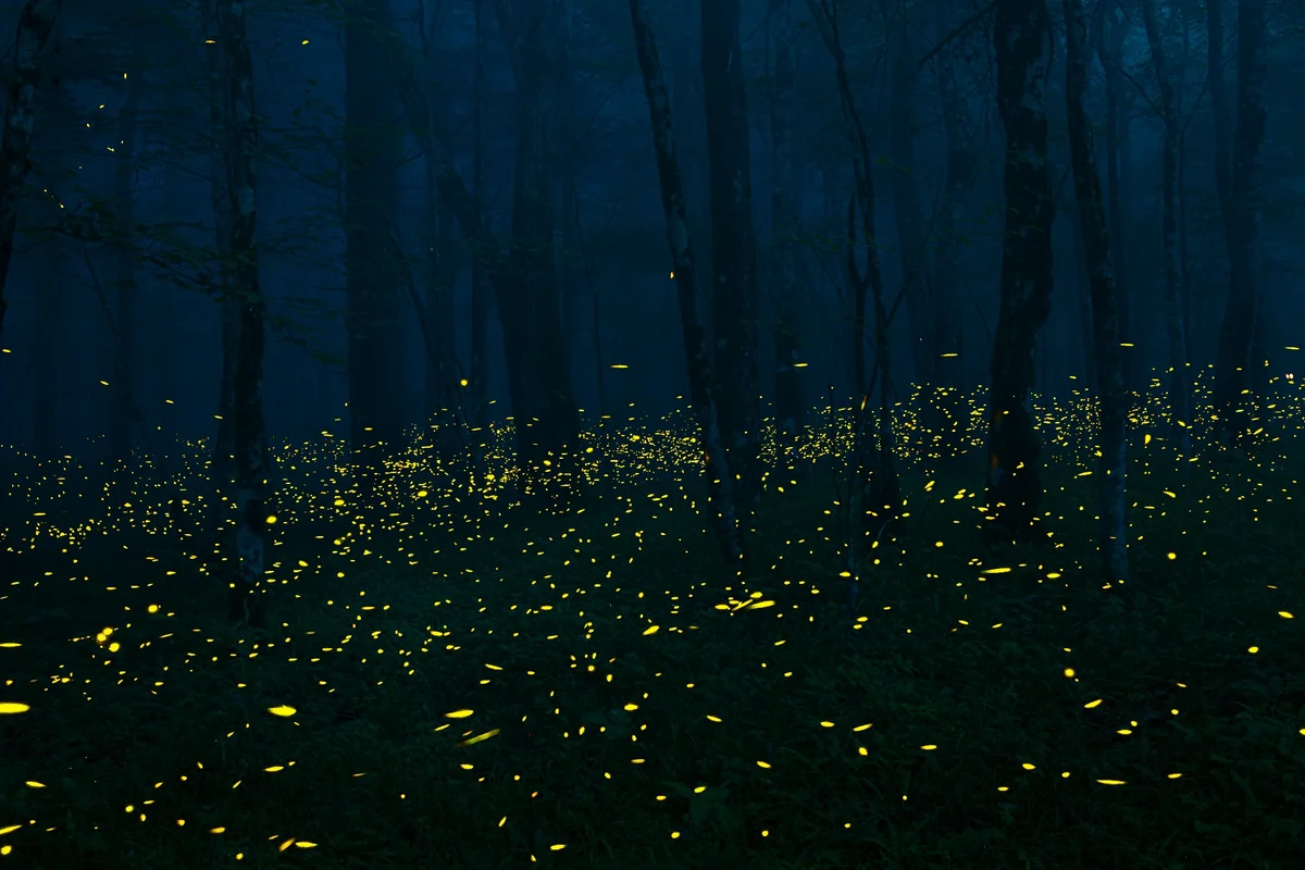 投稿写真：ヒメボタルが舞う原生林