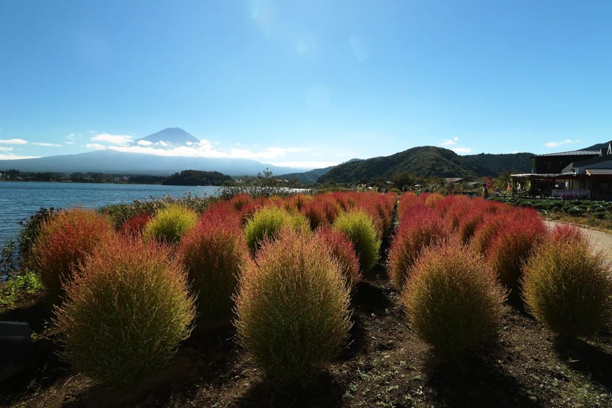 投稿写真：コキア