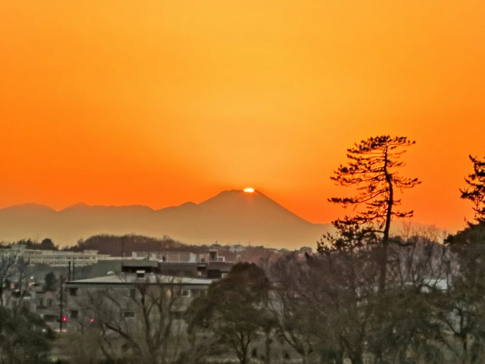 投稿写真：松とダイヤモンド富士最後の輝き