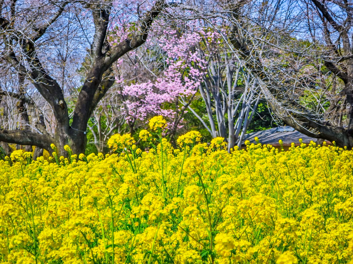 投稿写真：見頃の桜と菜の花