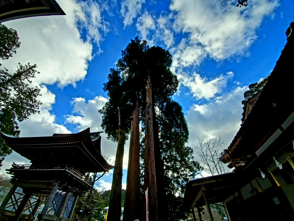 投稿写真：聳え立つ杉