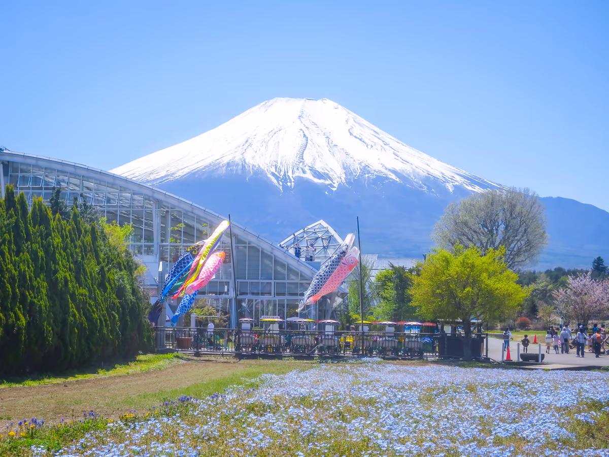 投稿写真：鯉のぼりと化粧直しした富士山