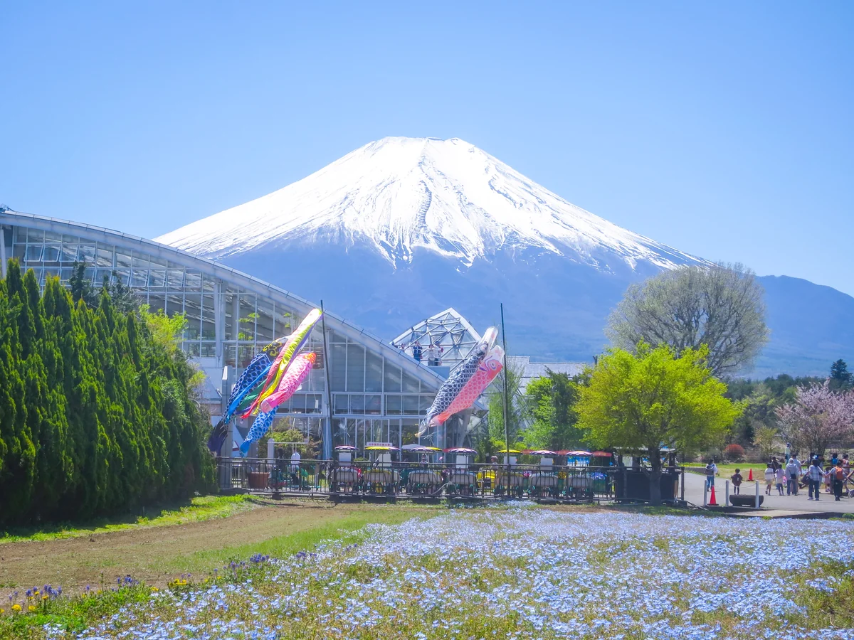 投稿写真：鯉のぼりと化粧直しした富士山
