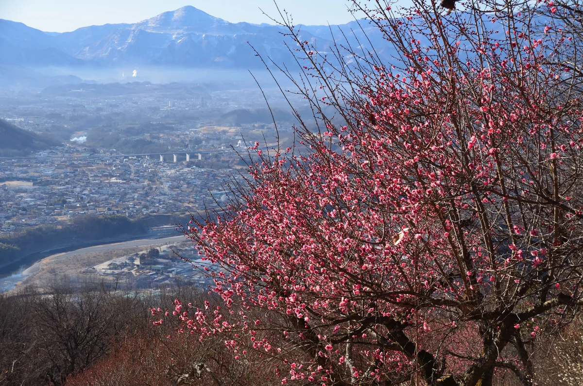 投稿写真：秩父の紅梅