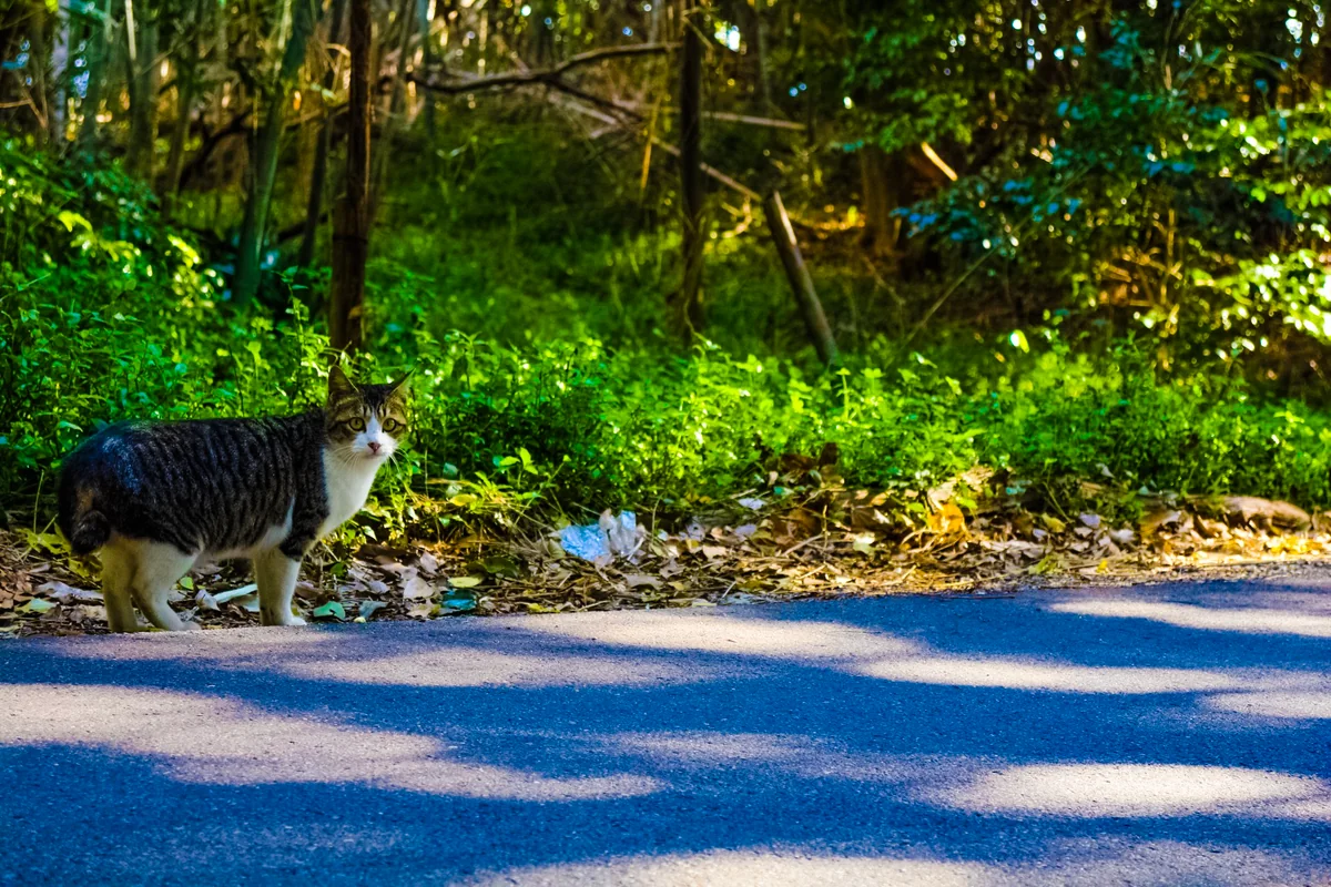 投稿写真：野良猫の道案内