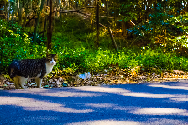 投稿：野良猫の道案内