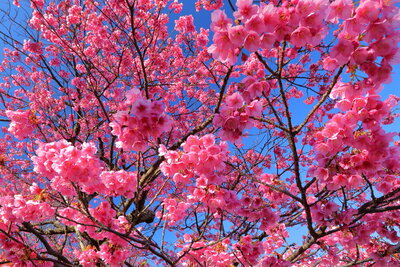 SAKURA―色鮮やかな花に日本の春を感じるの記事画像