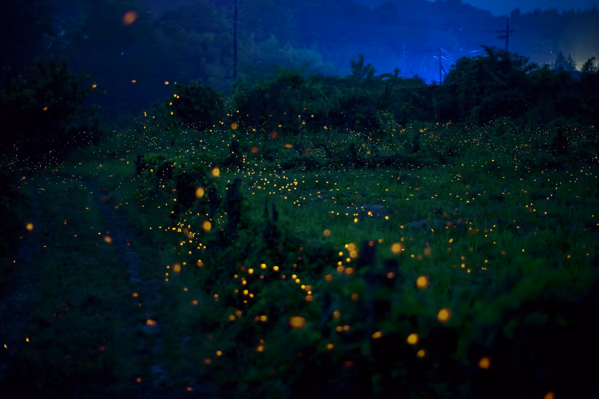 投稿写真：ヒメボタルの乱舞