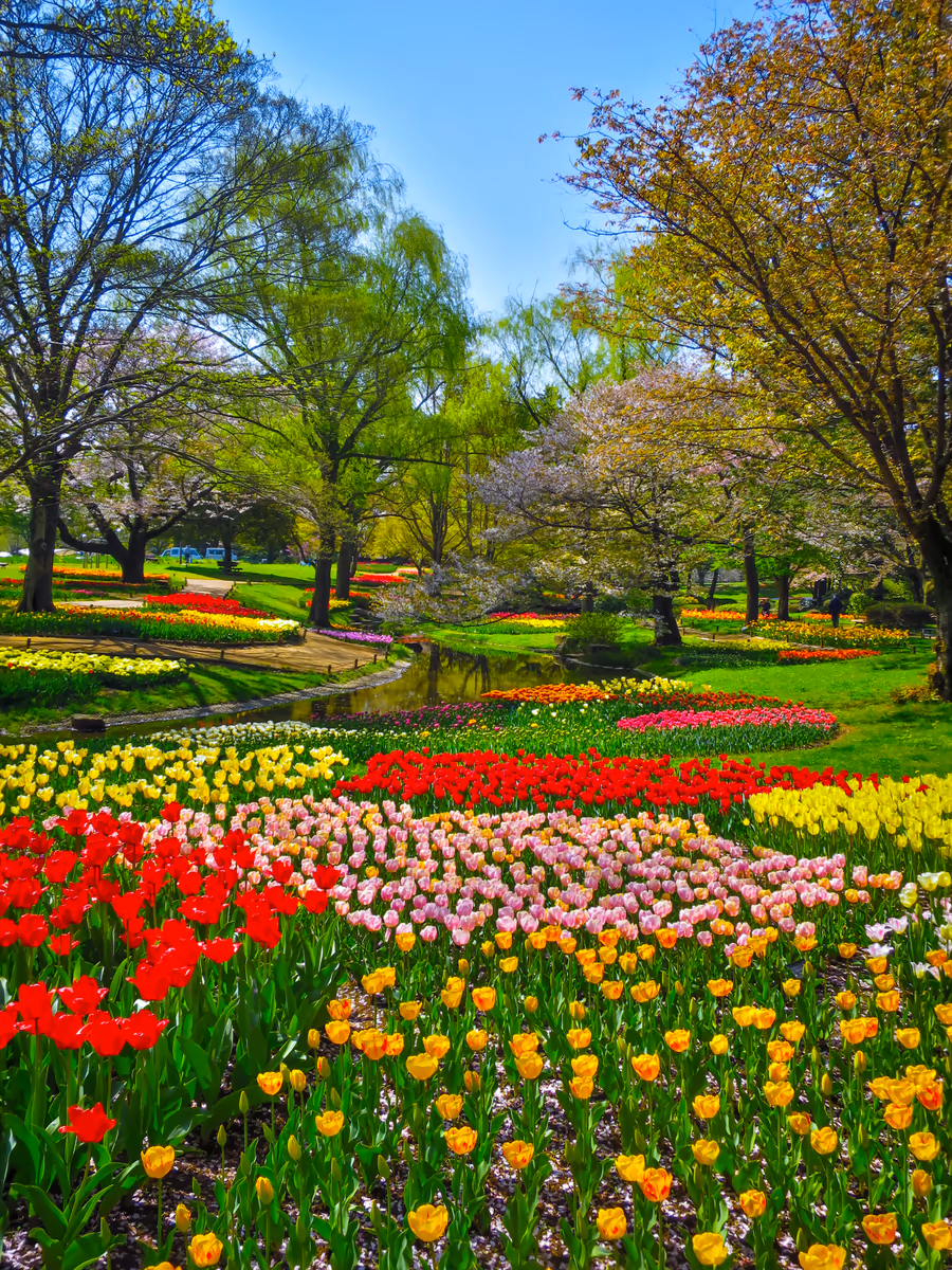 投稿写真：Flower Festival 2023~新緑とチューリップ