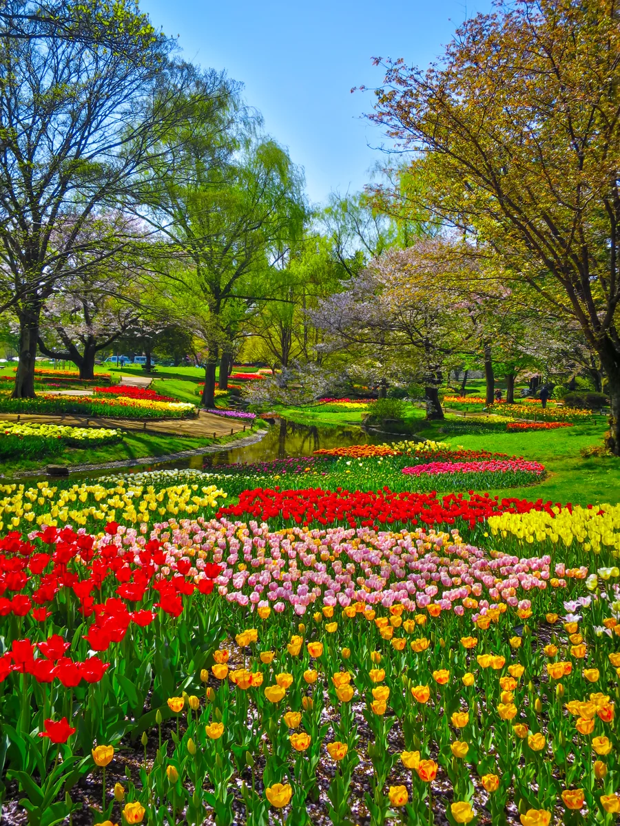 投稿写真：Flower Festival 2023~新緑とチューリップ