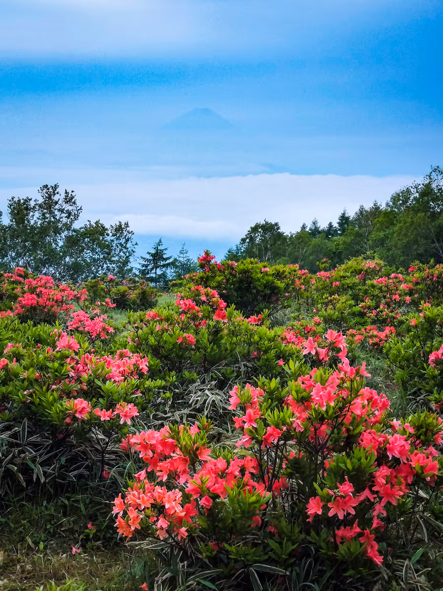 投稿写真：雲海の上の富士山とつつじ