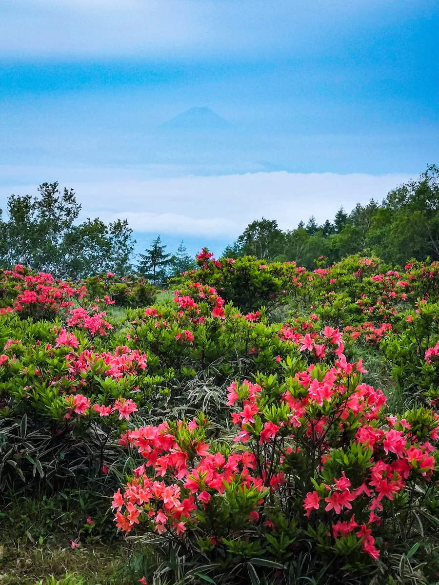 投稿写真：雲海の上の富士山とつつじ