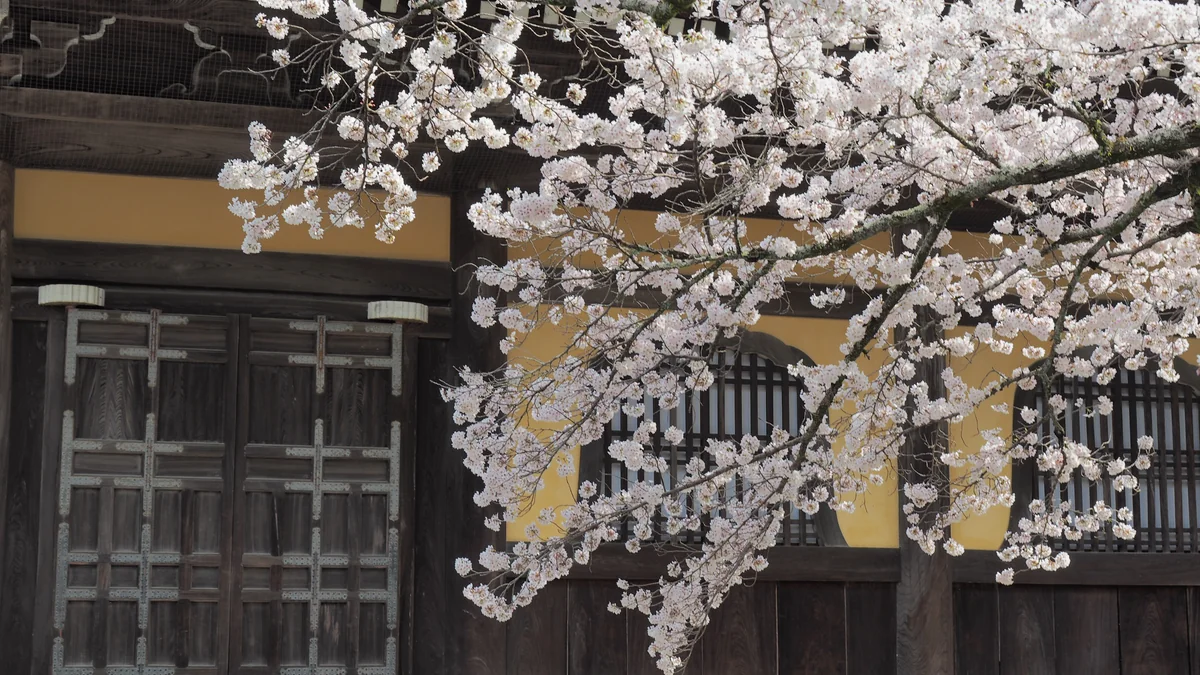 投稿写真：南禅寺　法堂　桜