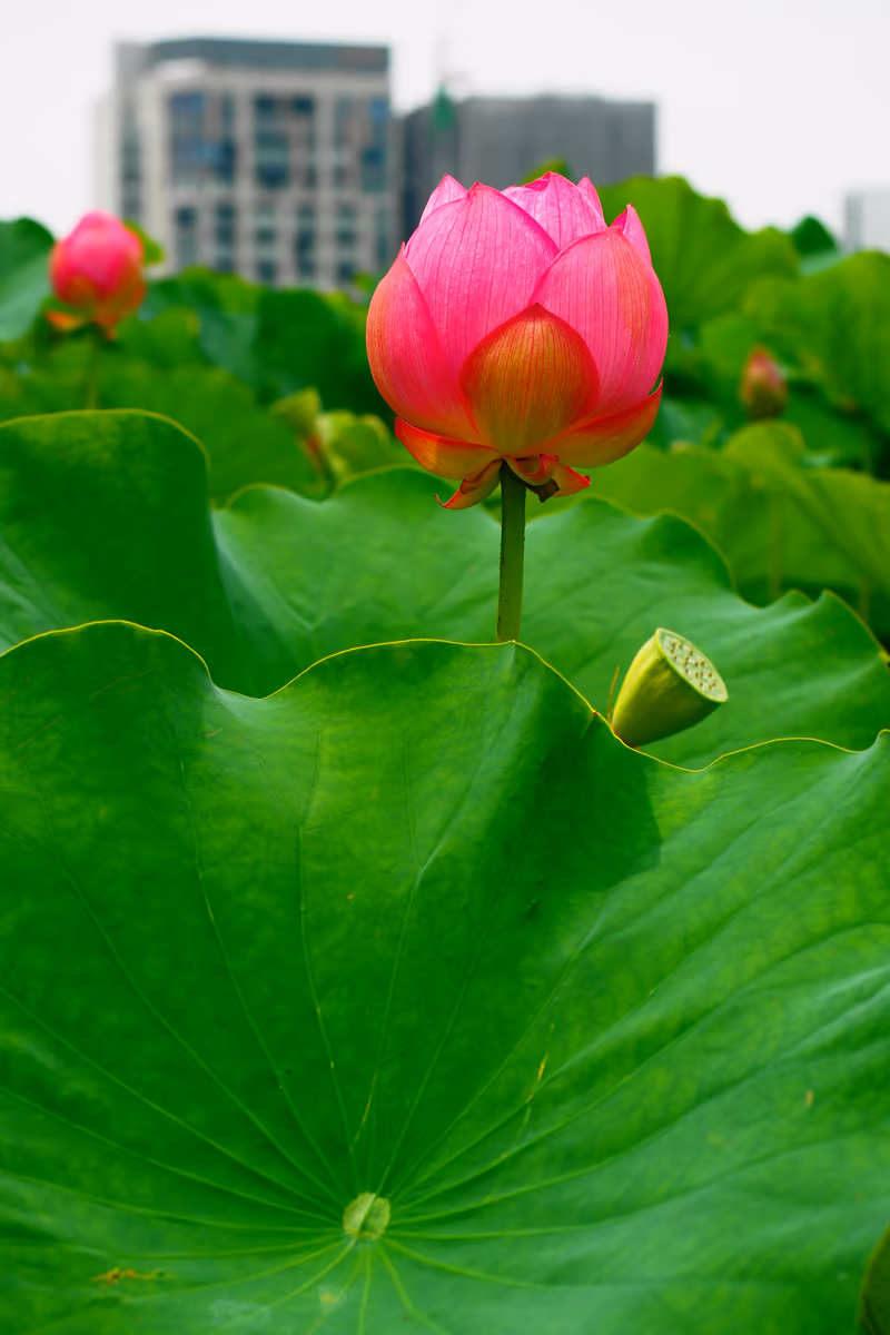 投稿写真：上野不忍池　蓮