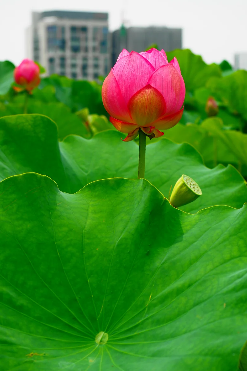 投稿写真：上野不忍池　蓮