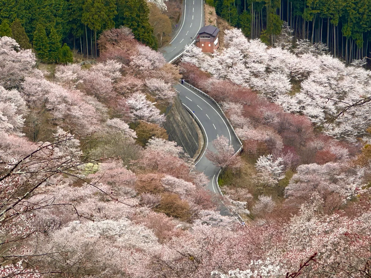 投稿写真：桜に埋もれた道